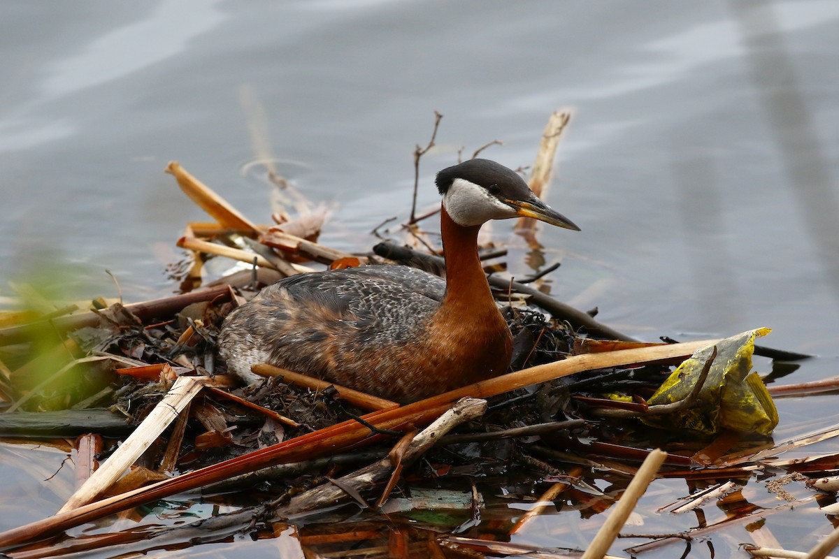 Red-necked Grebe - ML619101103