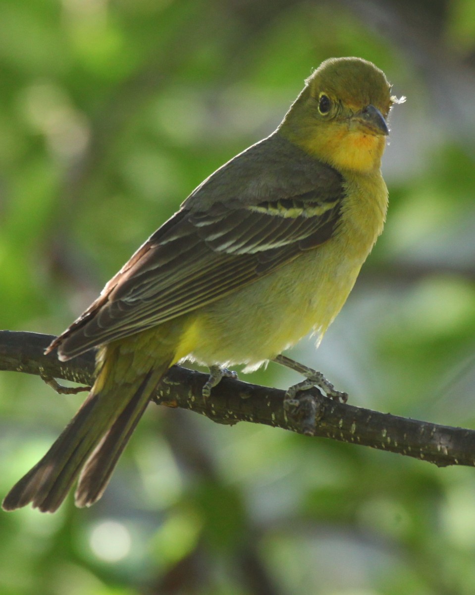 Western Tanager - ML619101111