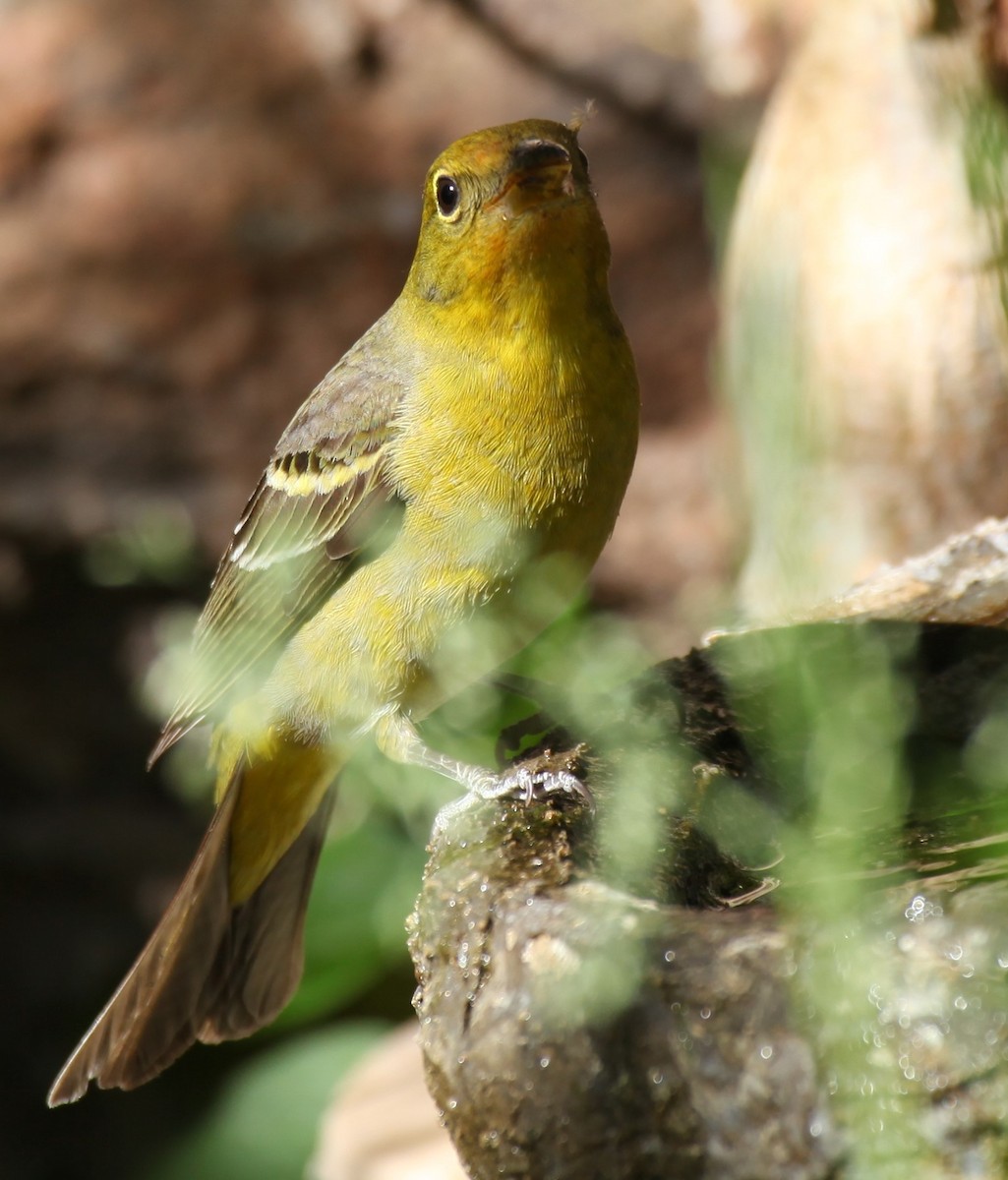 Western Tanager - ML619101118