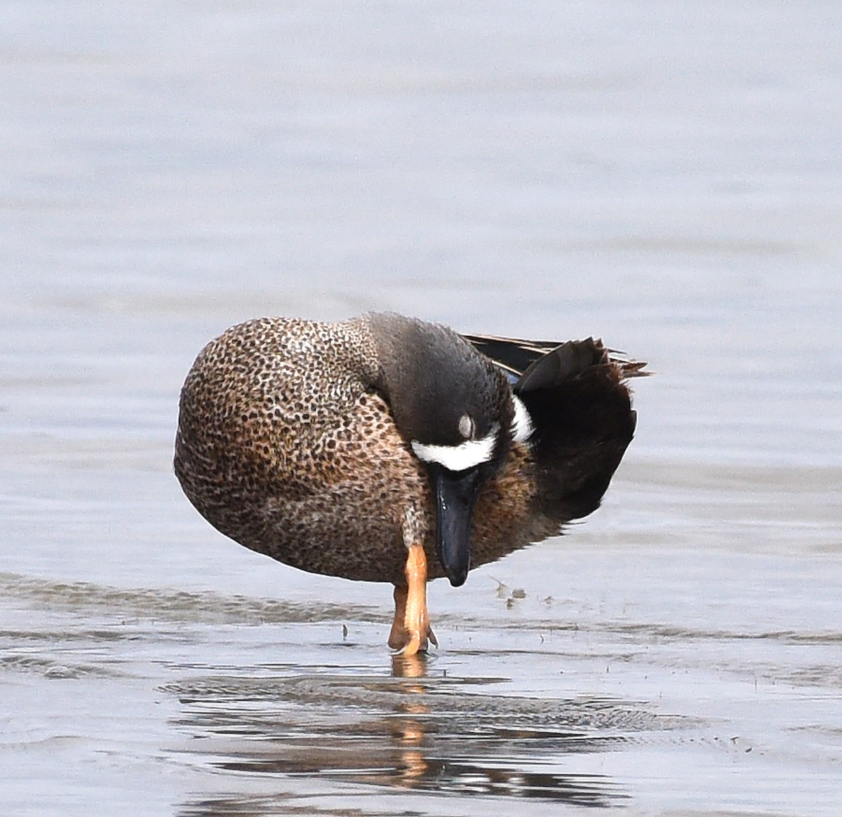 Blue-winged Teal - ML619101122