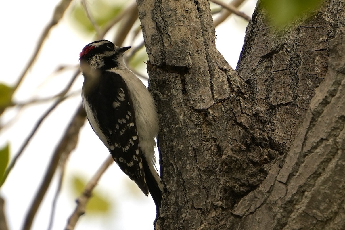 Downy Woodpecker - ML619101123