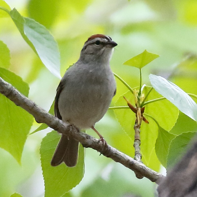 Chipping Sparrow - ML619101128
