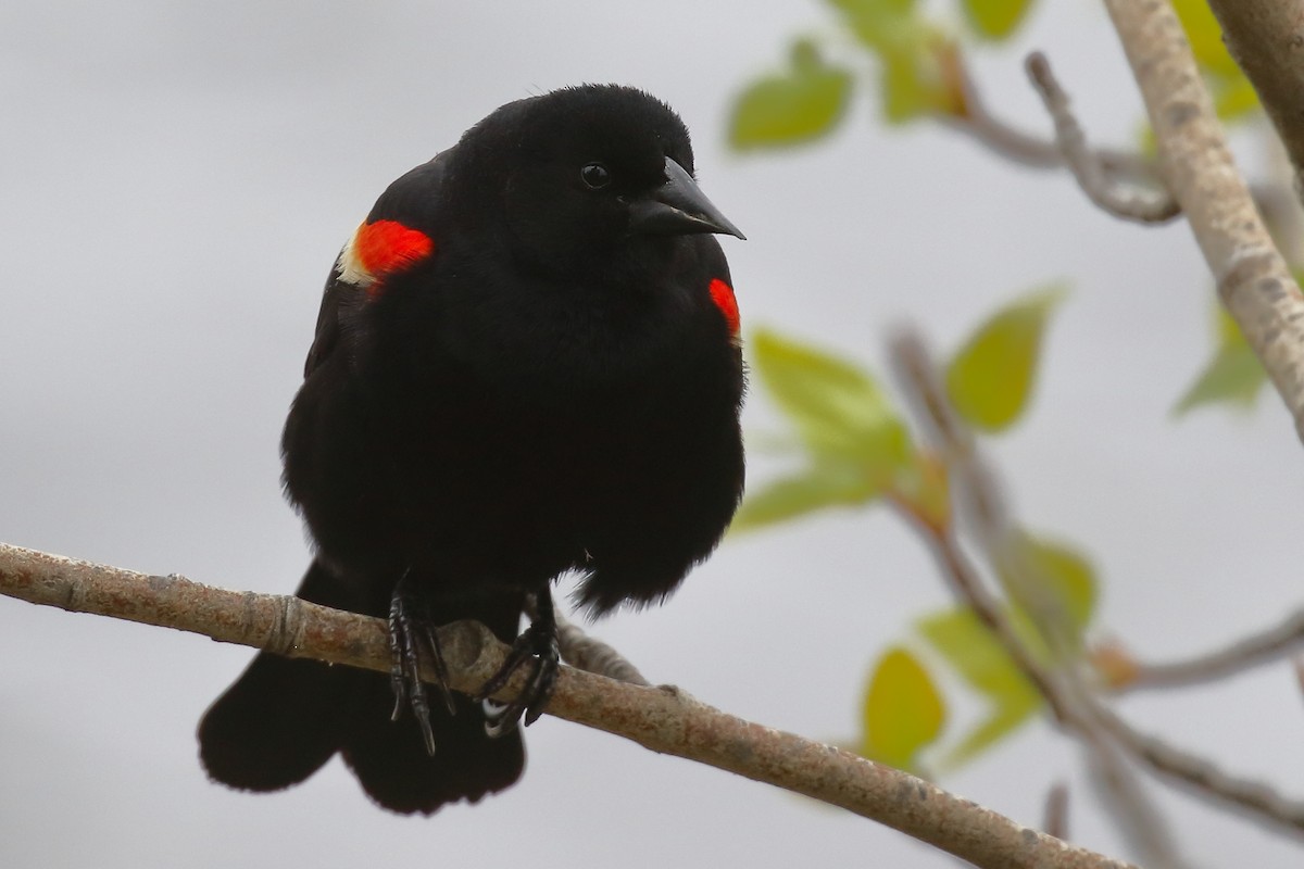 Red-winged Blackbird - ML619101141