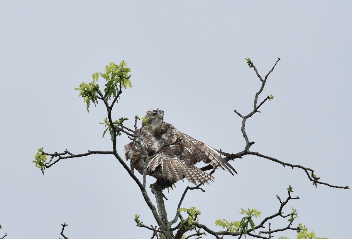 Red-tailed Hawk - ML619101210