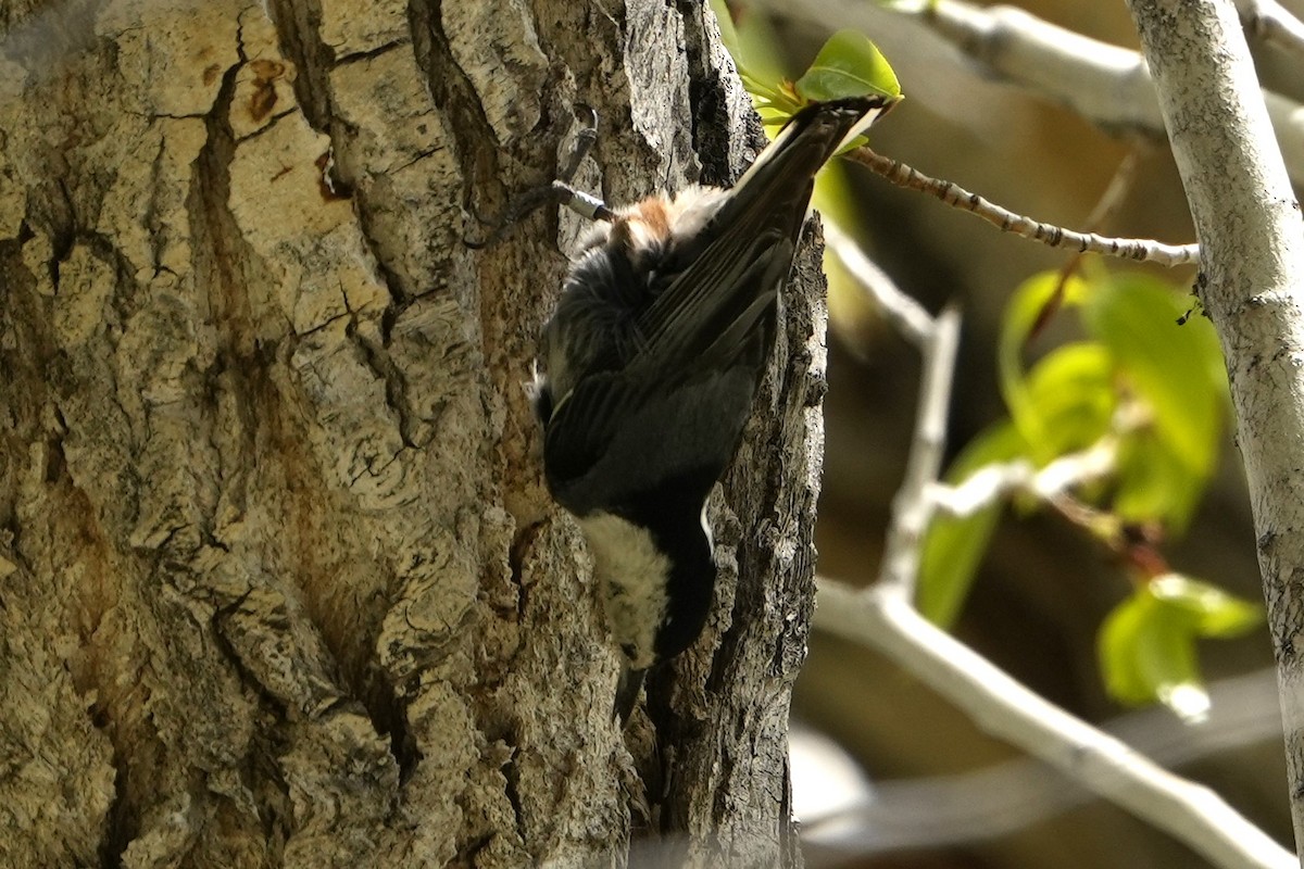 White-breasted Nuthatch - ML619101216