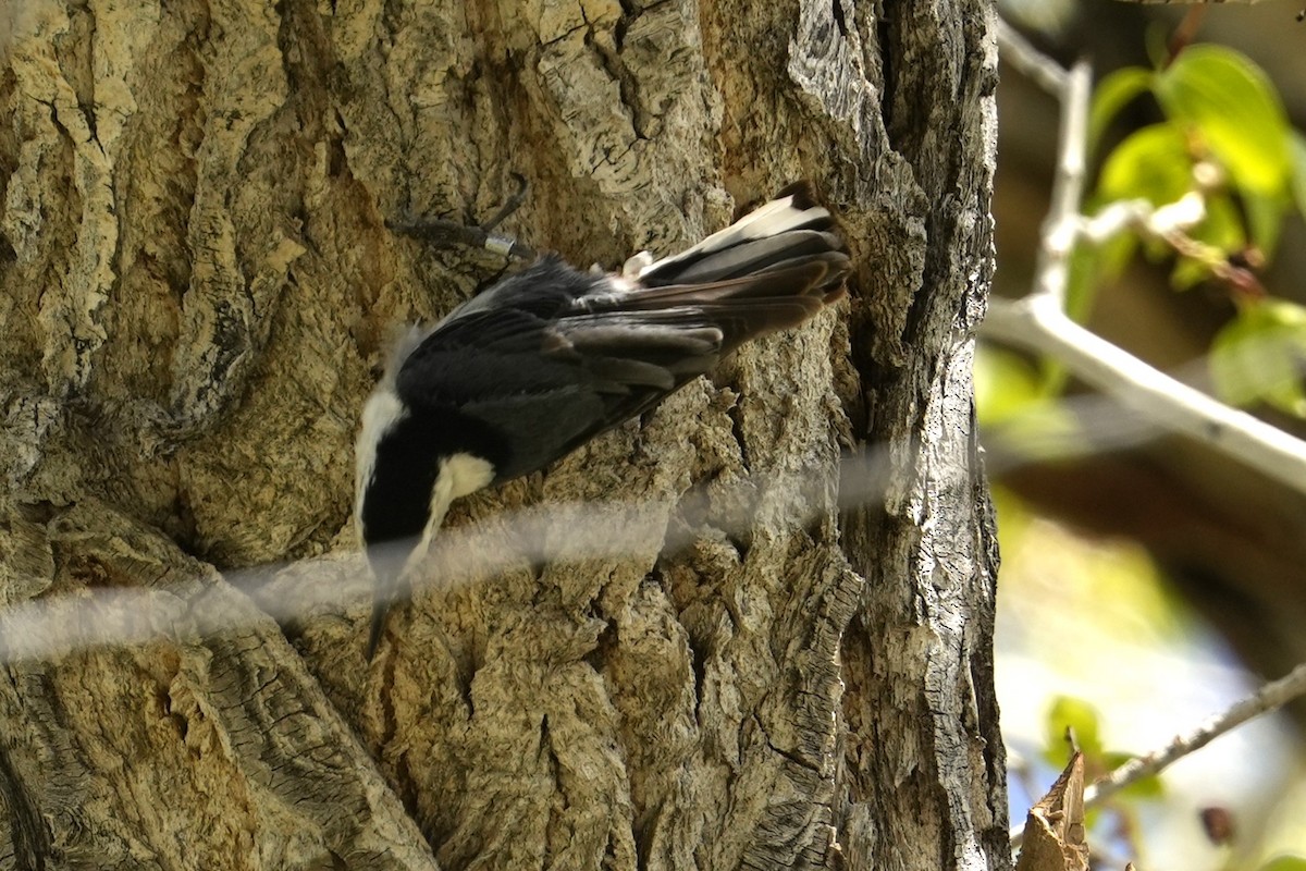 White-breasted Nuthatch - ML619101217