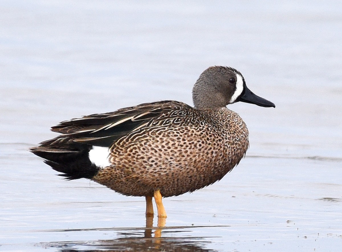 Blue-winged Teal - ML619101222