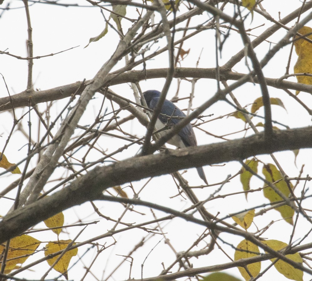Blue-and-white Flycatcher - ML619101257