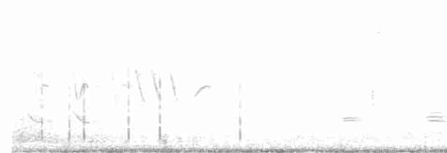 pygmérørdrum - ML619101259