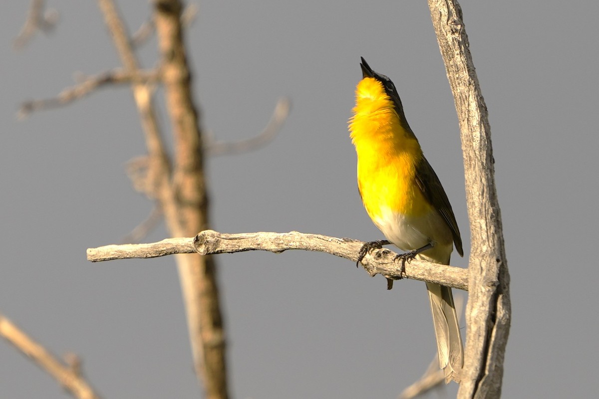 Yellow-breasted Chat - ML619101263