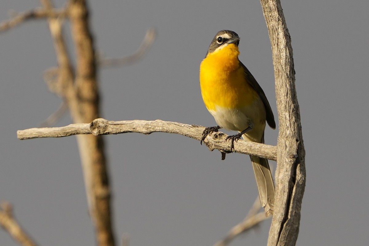 Yellow-breasted Chat - ML619101265