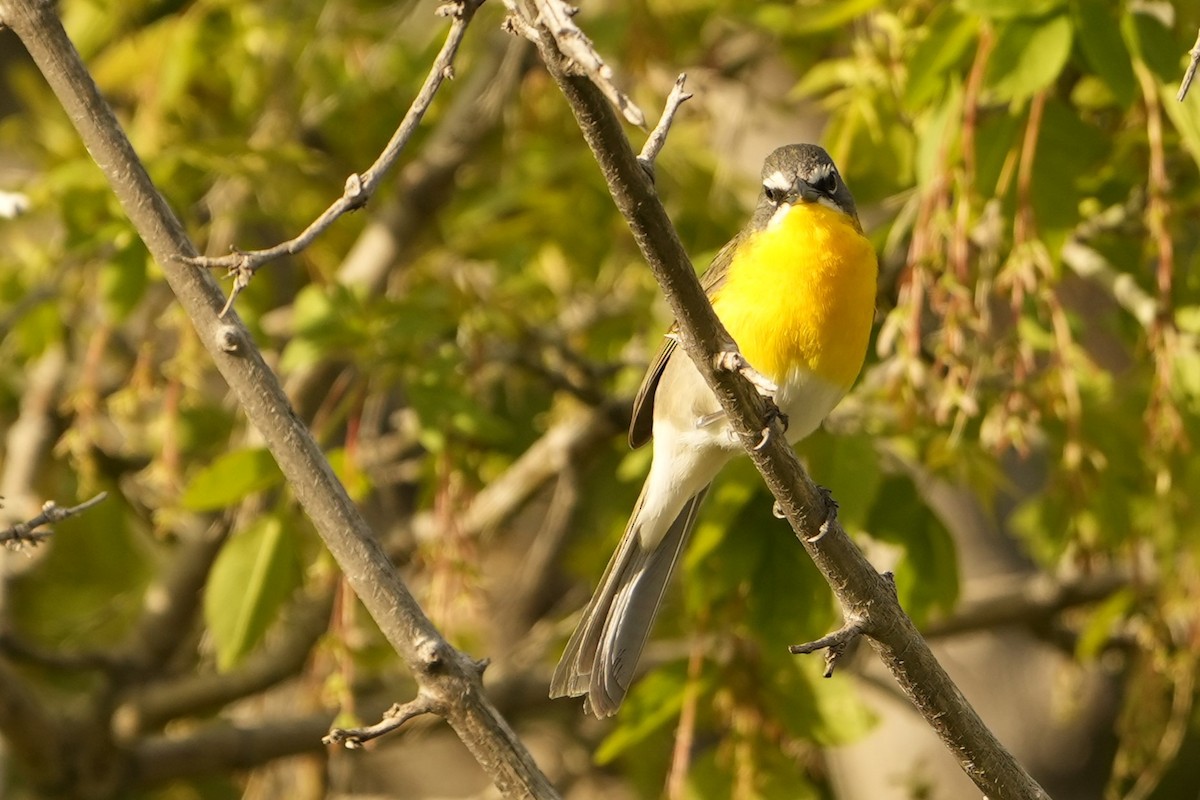 Yellow-breasted Chat - ML619101266