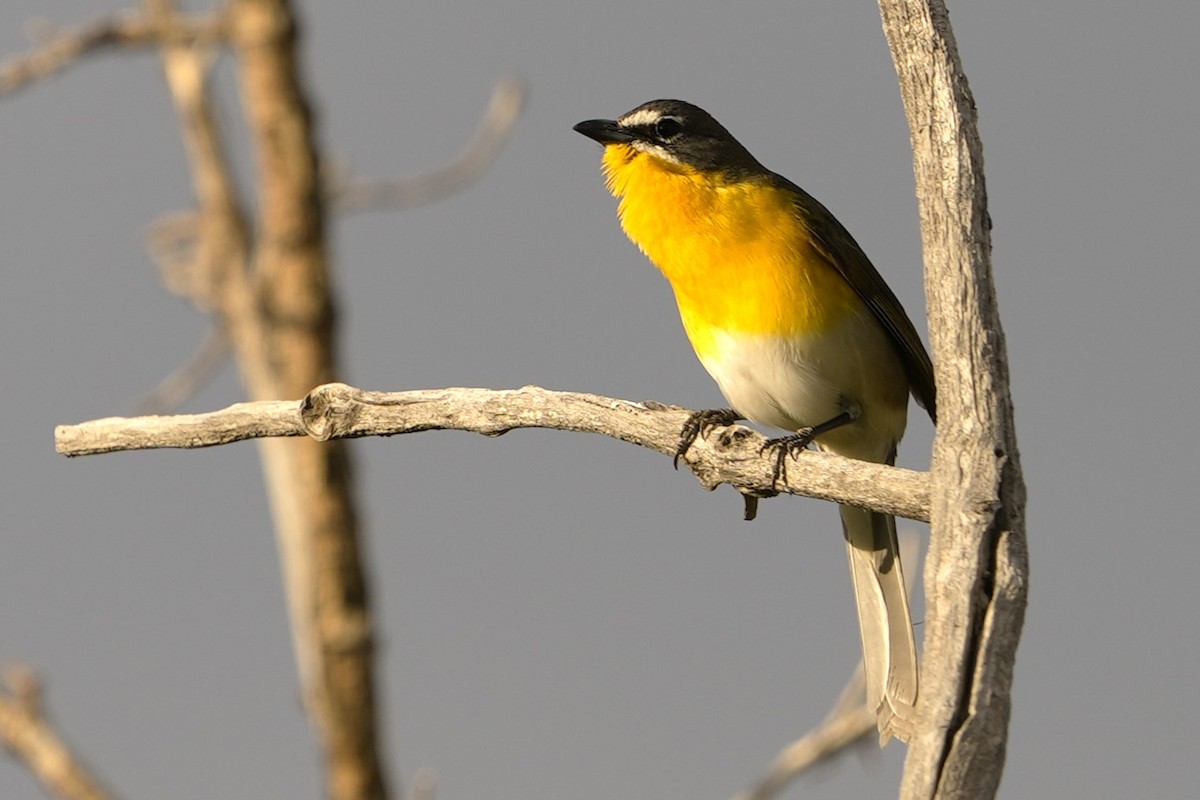 Yellow-breasted Chat - ML619101267