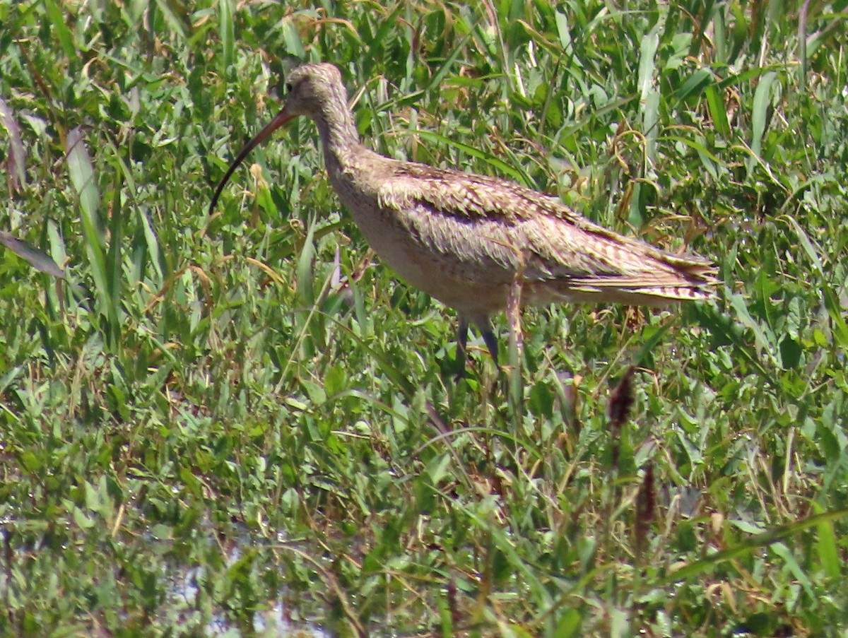 Long-billed Curlew - ML619101312