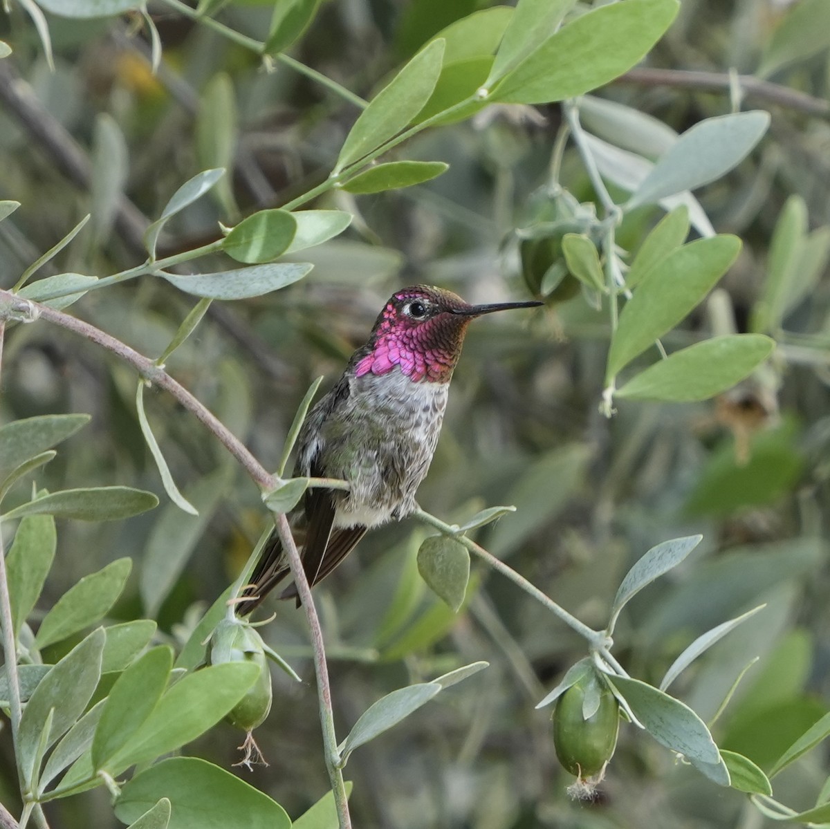 Anna's Hummingbird - John Rhoades