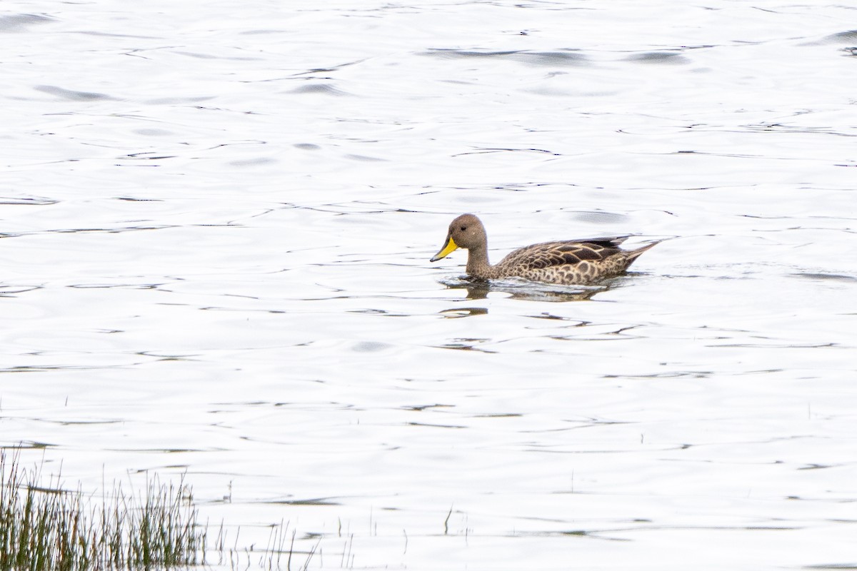 Yellow-billed Pintail (South American) - ML619101321