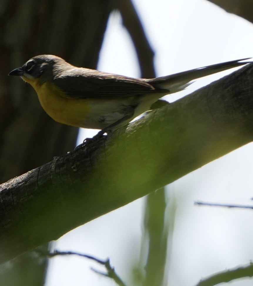 Yellow-breasted Chat - ML619101322