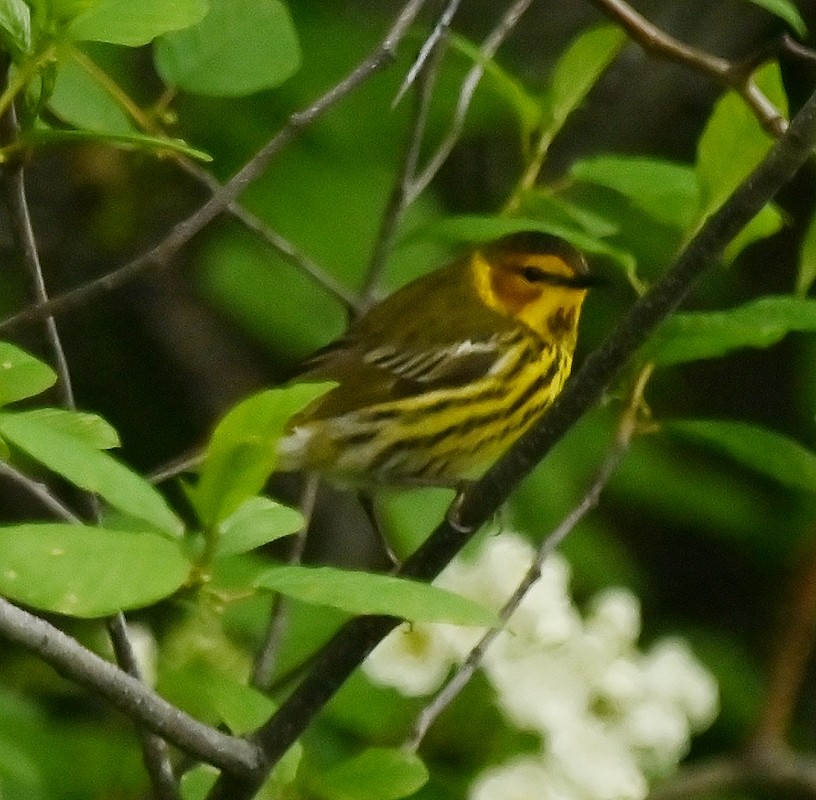 Cape May Warbler - ML619101368