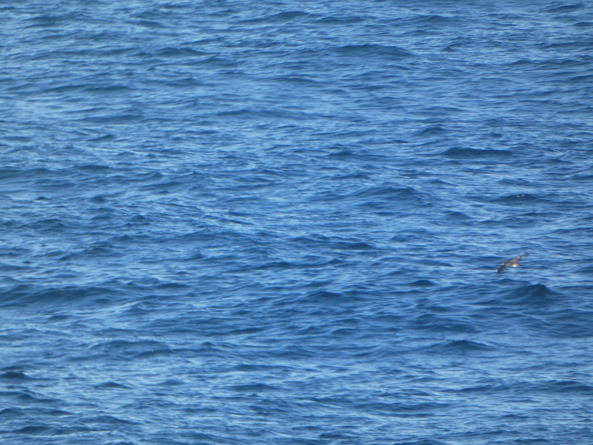 Pink-footed Shearwater - ML619101375