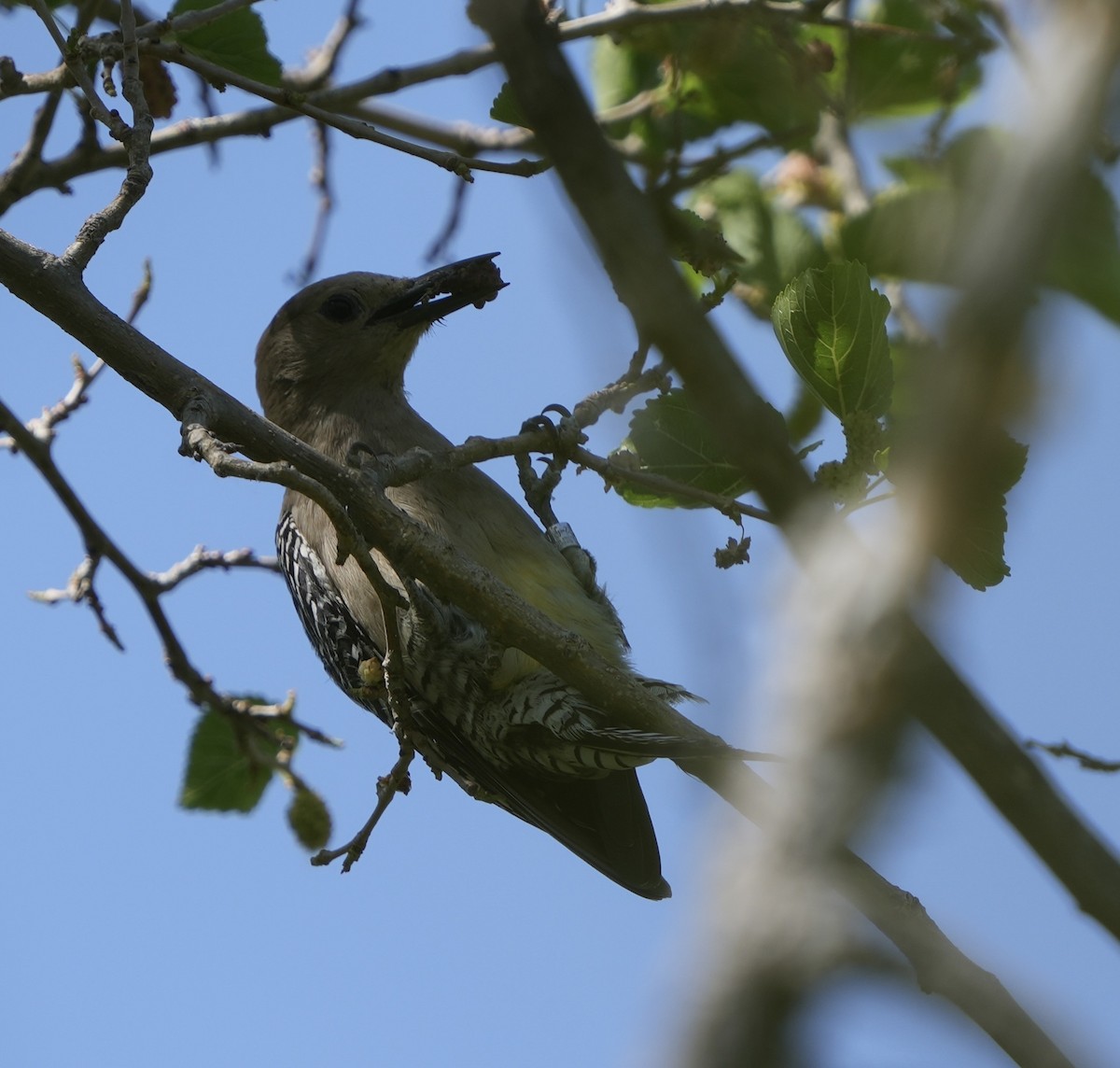 Gila Woodpecker - ML619101385