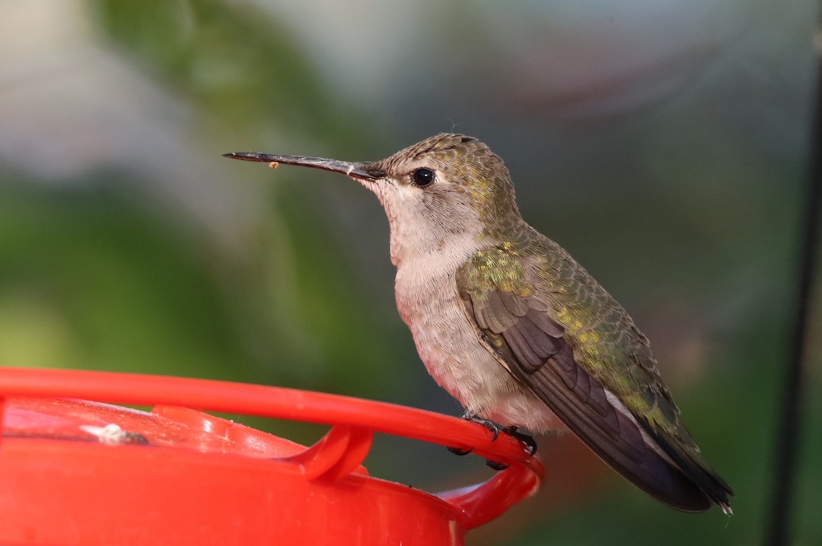 Black-chinned Hummingbird - ML619101396