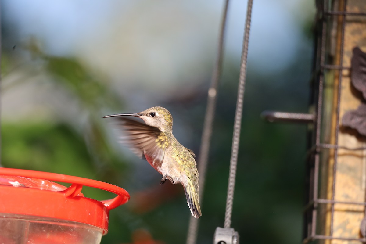 Black-chinned Hummingbird - ML619101399