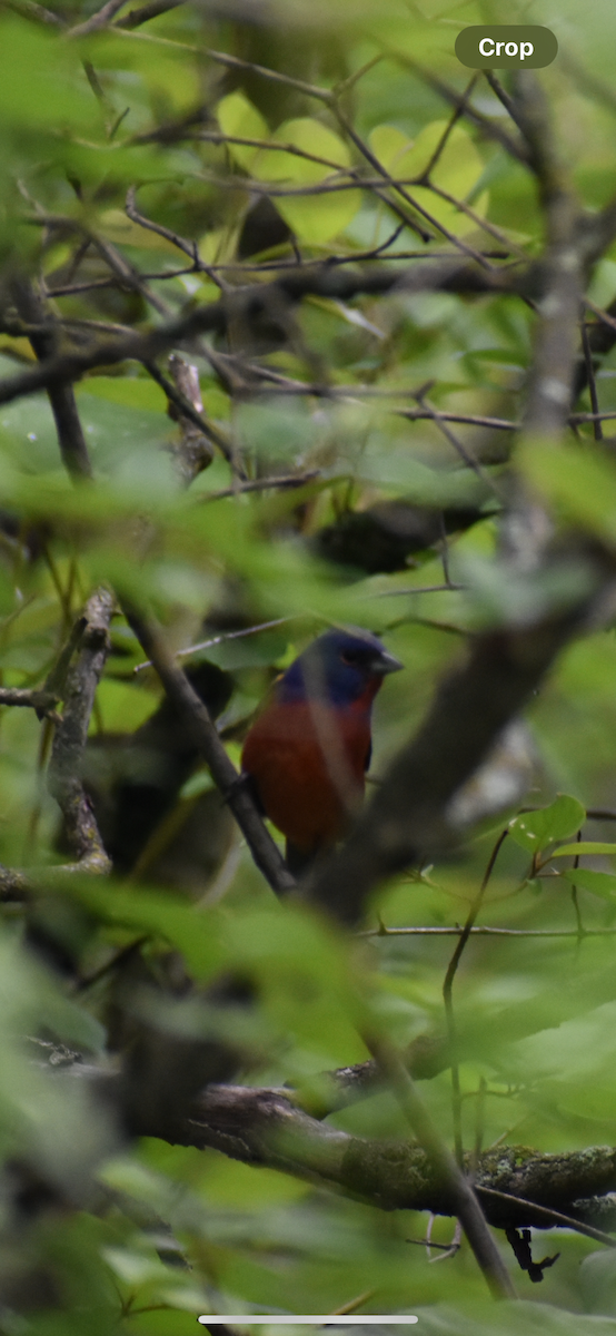 Painted Bunting - ML619101418