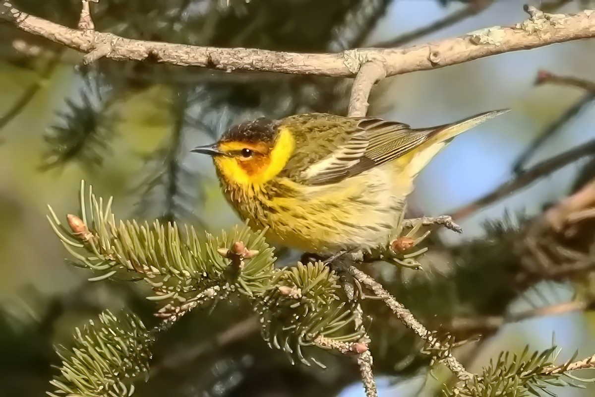 Cape May Warbler - ML619101439