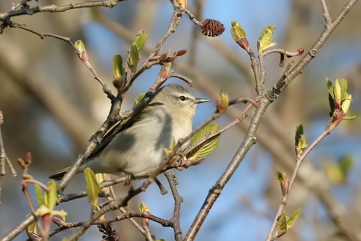 Tennessee Warbler - Jane Smith