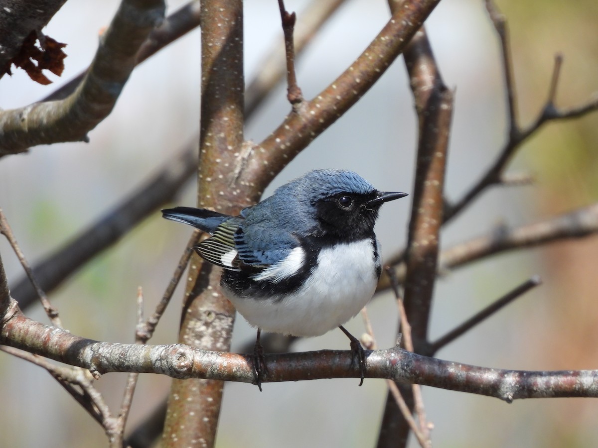 Black-throated Blue Warbler - Rhonda Langelaan