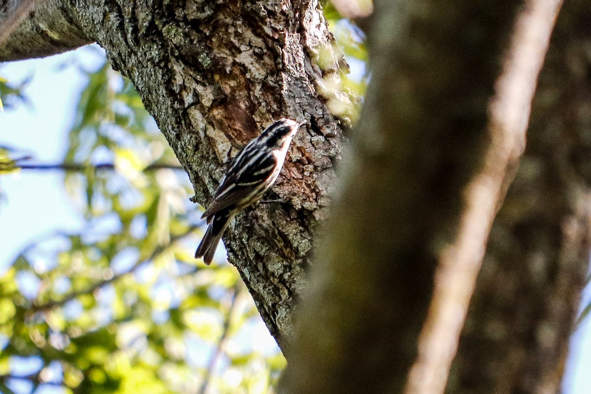 Black-and-white Warbler - ML619101477