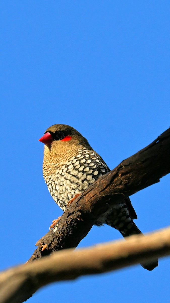 Red-eared Firetail - ML619101486