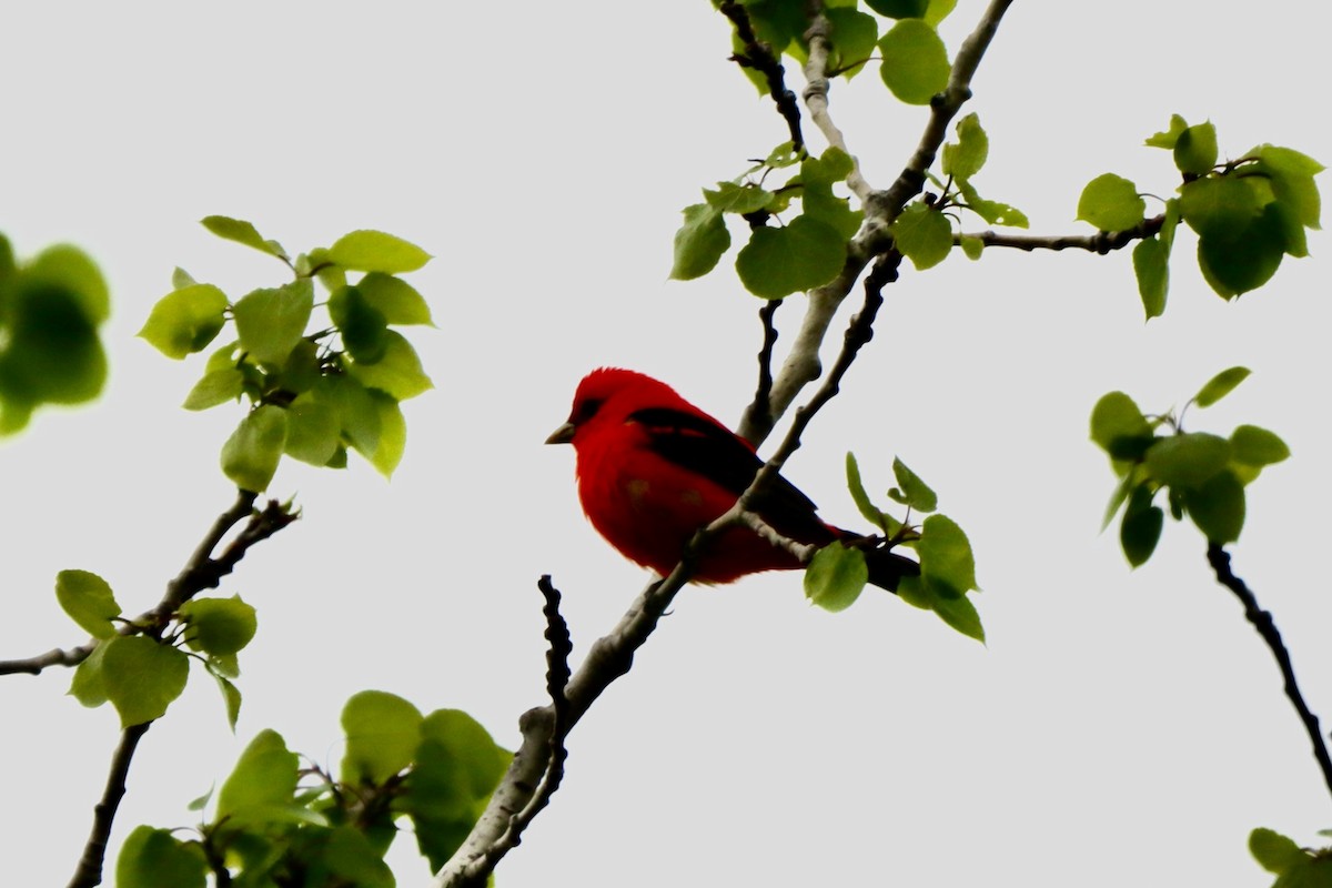 Scarlet Tanager - ML619101522