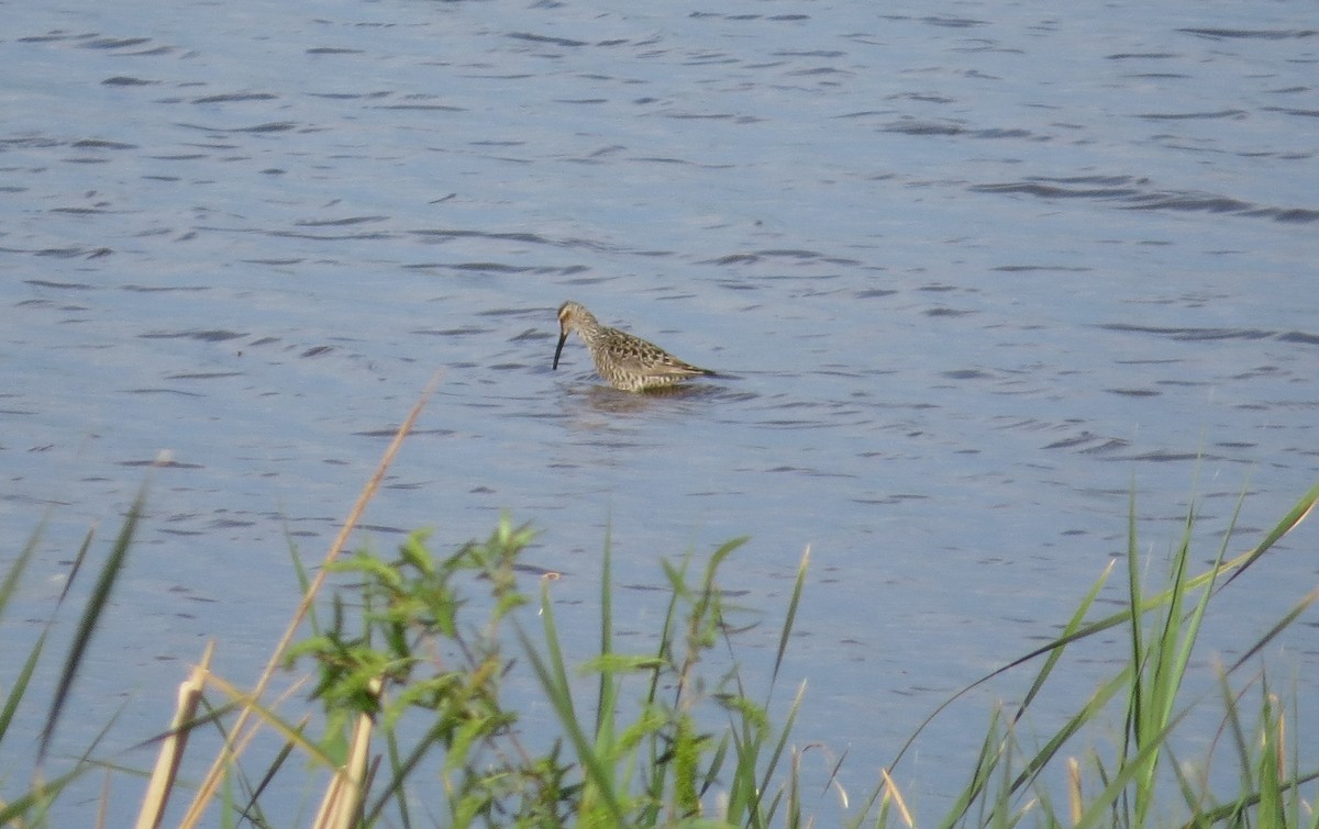 Long-billed Dowitcher - ML619101532