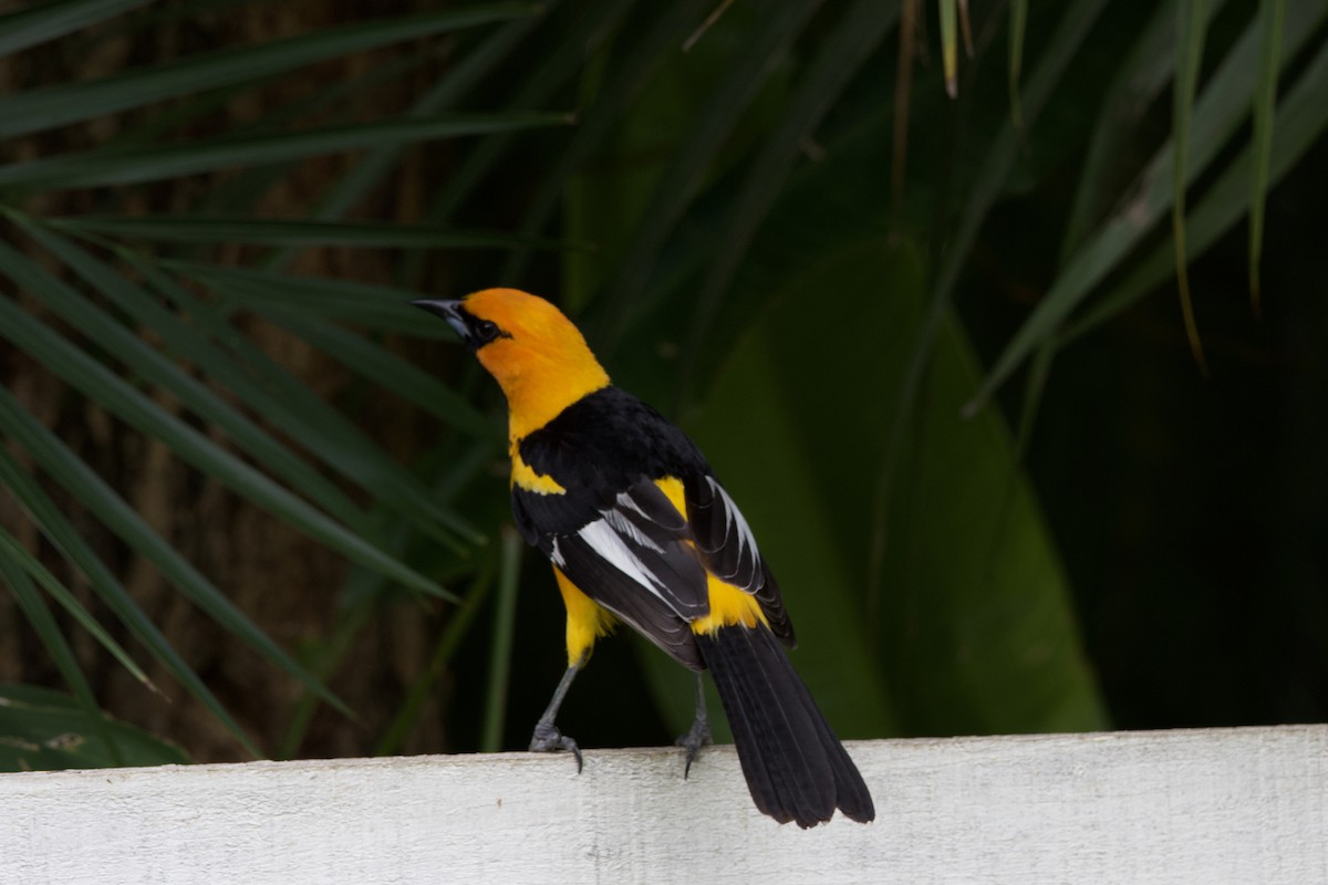 Spot-breasted Oriole - ML619101568
