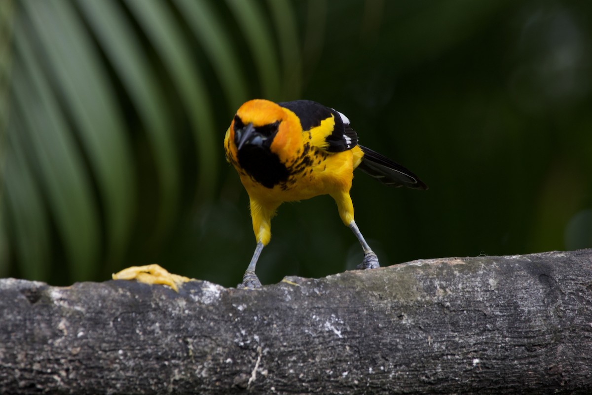 Spot-breasted Oriole - ML619101575