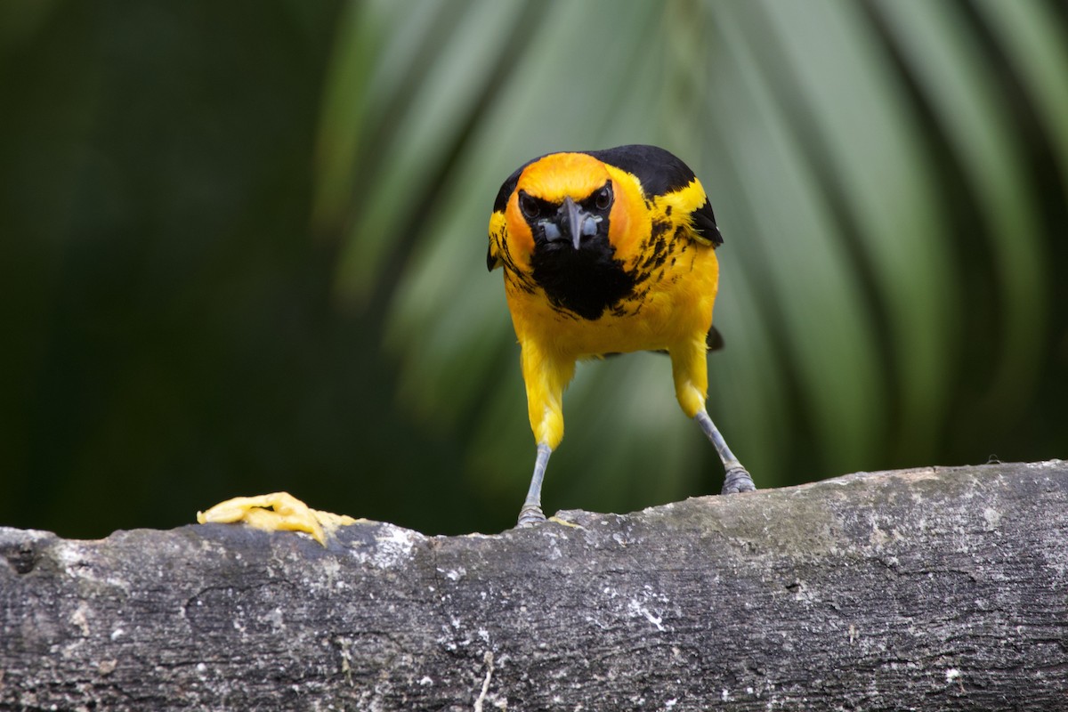Spot-breasted Oriole - ML619101577