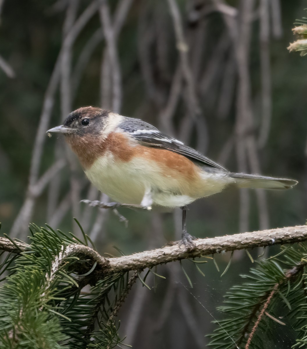Bay-breasted Warbler - ML619101584