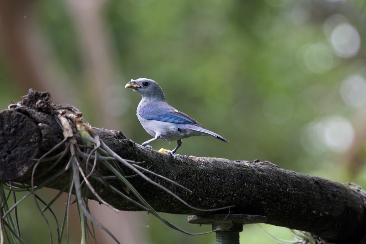 Blue-gray Tanager - ML619101607