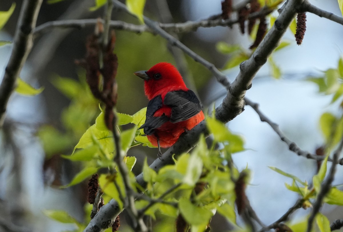 Scarlet Tanager - ML619101608