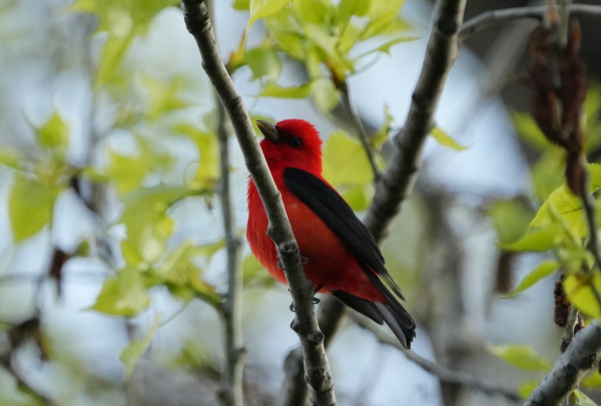 Scarlet Tanager - ML619101611