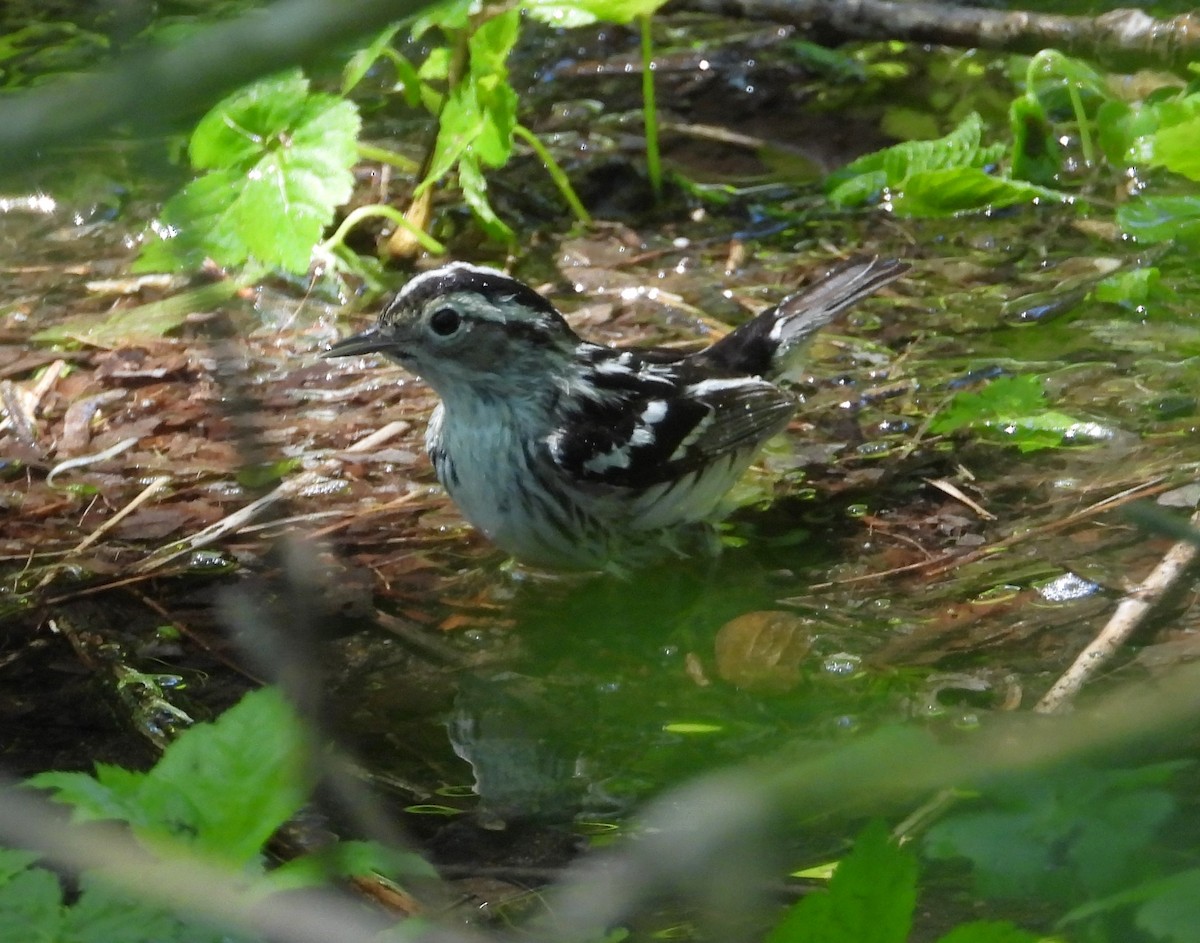 Black-and-white Warbler - ML619101621