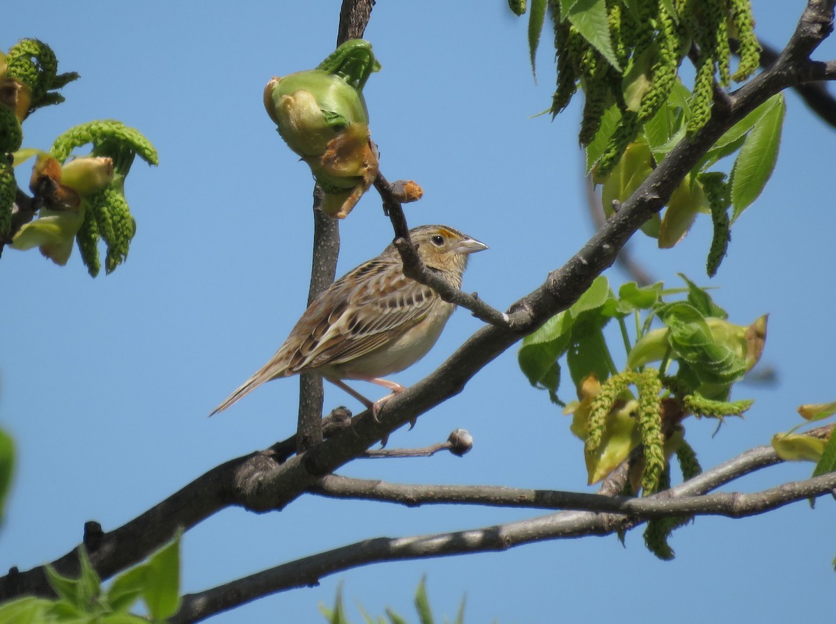 Grasshopper Sparrow - ML619101622
