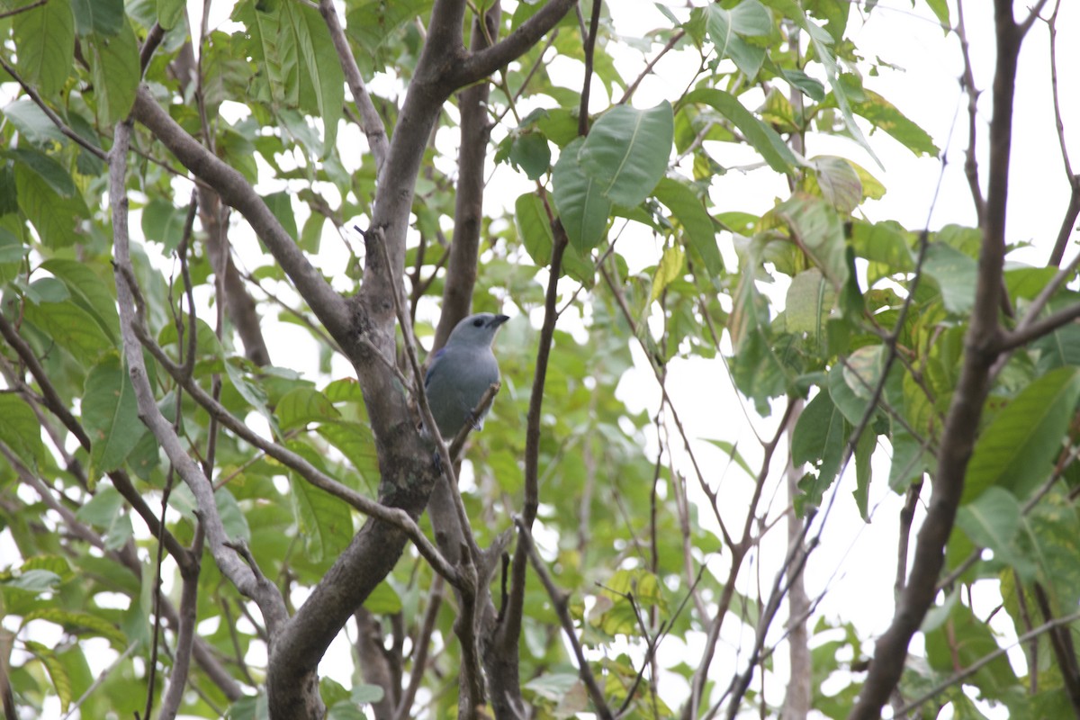 Blue-gray Tanager - ML619101625