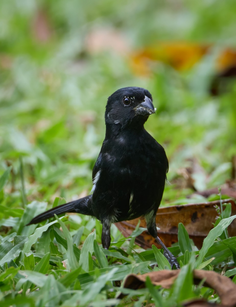 Variable Seedeater - ML619101684