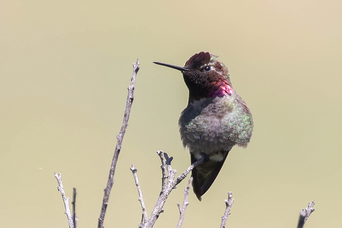 Anna's Hummingbird - ML619101708