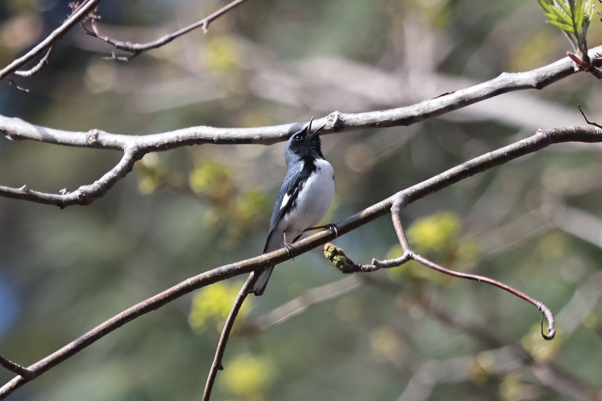 Black-throated Blue Warbler - ML619101745