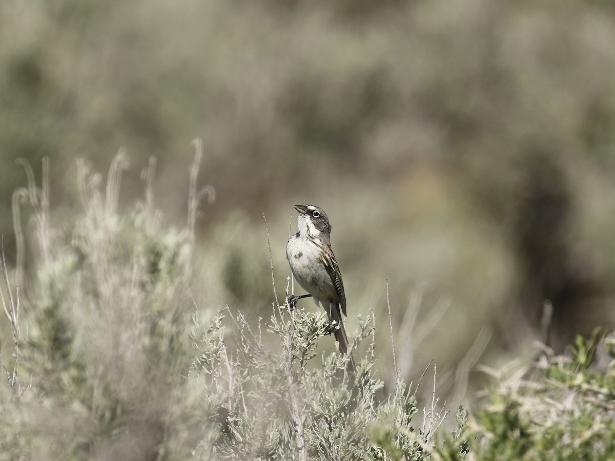 Sagebrush Sparrow - ML619101752