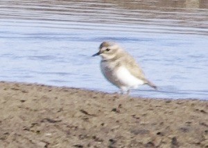 Double-banded Plover - ML619101774