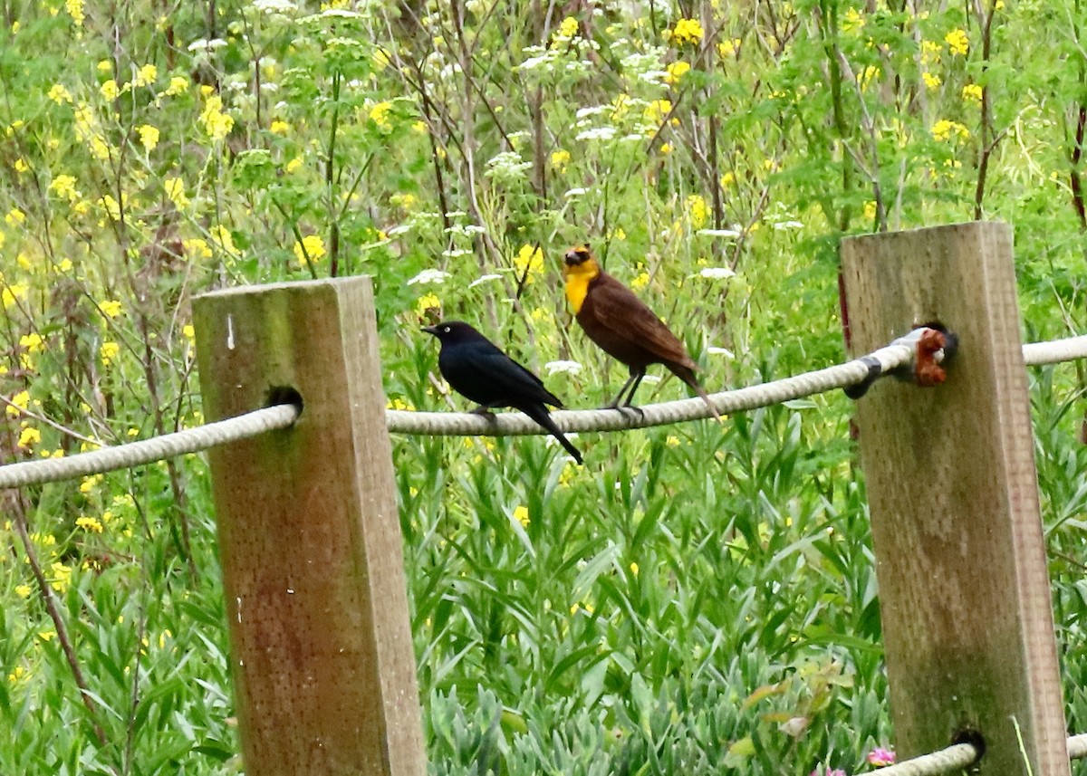 Yellow-headed Blackbird - ML619101817